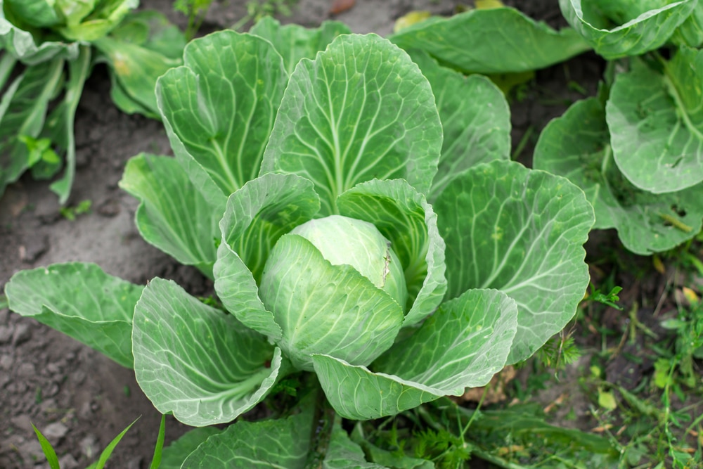 Green Leafy Vegetables - Cabbage