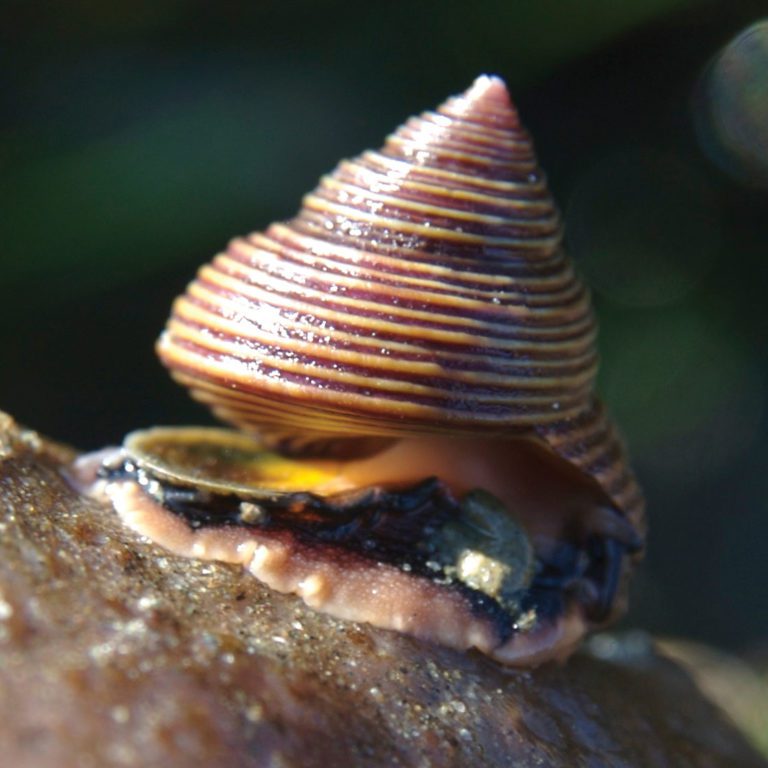 2 Top Shell Recipe That Will Have You Drooling